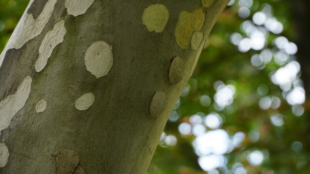 The trunk, bark, leaves and fruits of Platanus occidentalis, also known as the American, London plane tree. Bark of the sycamore tree. Maple. Sycamore. Different colors of the tree trunk.  Hispanica.