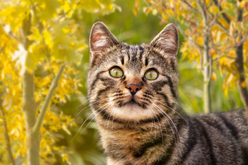 Cat; Portrait of cute cat