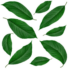Fototapeta premium green leaves from cherry, on a white background in isolation, collage