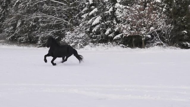 Friesian stallion running in winter field. Black Friesian horse runs gallop in winter.