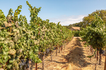 Fototapeta na wymiar A Vineyard at Harvest Time in Dry Creek Valley, Sonoma County, Wine Country, California, USA