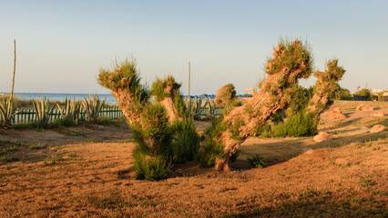 A dry tree in the sand
