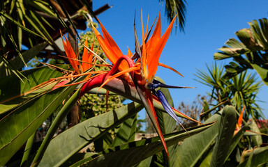 Bird of paradise flower.