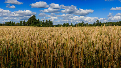 Wheat field and sky.