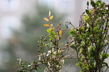 branch of a tree