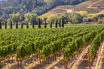 Fototapeta na wymiar Neat Rows of Wine Grape Trellises Reaching to the Distant Foothills, Healdsburg, California Wine Valley Region