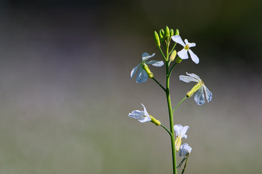 Weisse Blumen