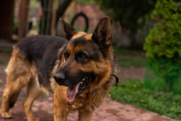 funny dog with wide open mouth, happy pet, best friends
