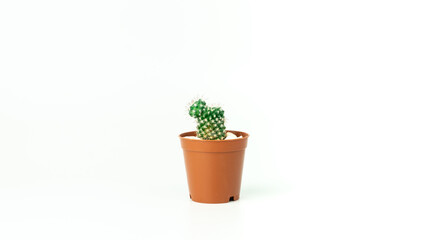Succulent cactus plant isolated on white background. Cactus in flower pot. Succulent background. Selective focus included.