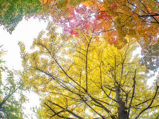 秋の北海道大学キャンパス（北海道札幌市）