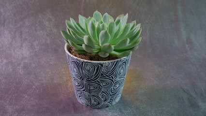 Green Plant. Ideal for Promotion flower business. Depth of field. Space for adding words.