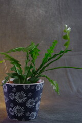 Green Plant. Ideal for Promotion flower business. Depth of field. Space for adding words.