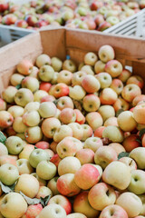 A large bin of jonagold apples