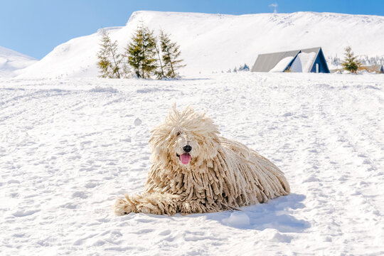 Hungarian white purebred puli breed dog,shepherd dog with dreadlock outdoor lying on snow at winter in the Carpathian mountains, Ukraine, Europe