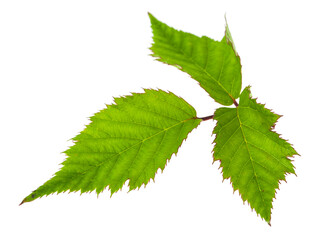 Green blackberry leaves isolated on white background.