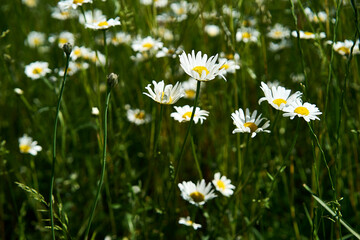 chamomile in the grass