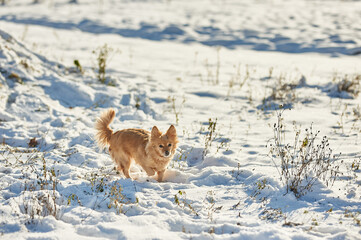 little red dog running through the snow. lots of snow. white snow. Russian Ukrainian winter, nature, winter cold snow