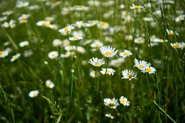 chamomile in a field