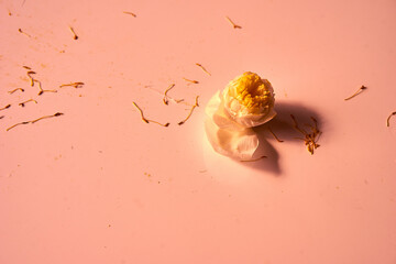 flower bud on the peach background