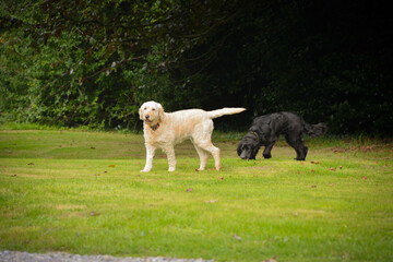 Obraz na płótnie Canvas two dogs playing in the grass