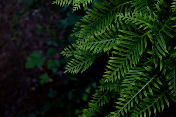 forest green leaves, autumn preticor
