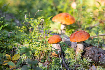 A forest edible brown boletus mushroom growing in a natural background. Karelia
