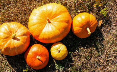 Several sizes, shapes and varieties of pumpkins, against the background of dry grass hay. Autumn season. Thanksgiving Day. Farm harvest. Banner. Landscape. Beautiful panoramic map.