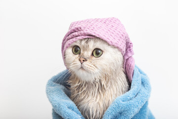 Funny cat, after bathing, wrapped in a blue towel in a violet cap on his head