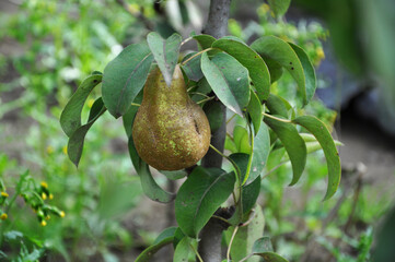 Single pear covered with brown crust on the tree