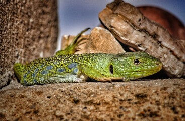 lizard on the tree