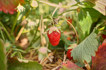 strawberry in the garden