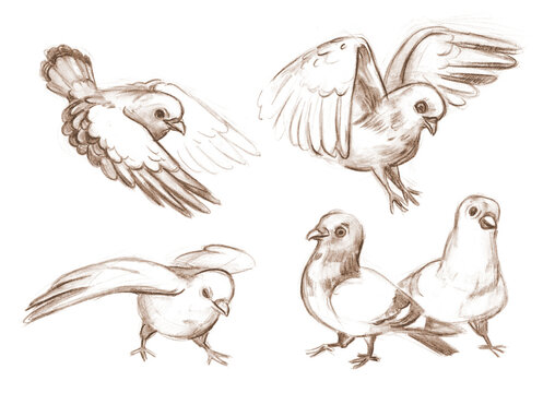 Outline sketches pigeons from nature. Freehand drawing with pencil
