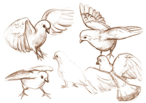 Outline sketches pigeons from nature. Hand drawing in pencil
