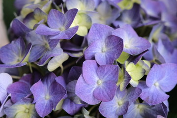 Close up of hydrangea. Ideal for promoting flower business. Selective focus. Beautiful flower.