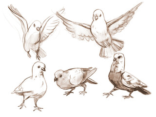 Outline sketches pigeons from nature. Hand drawing in pencil