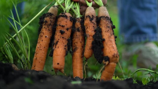 A woman with her hands pulls a bunch of carrots by the tops from the ground at the farm