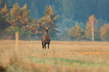 red deer, cervus elaphus, standing on a stubble field early in the morning and looking around with copy space. Wild mammal with antlers in agricultural country from front view.