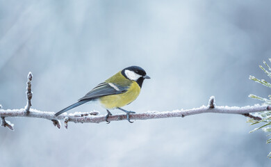 A chilled chickadee sits on a frozen branch during a severe frost