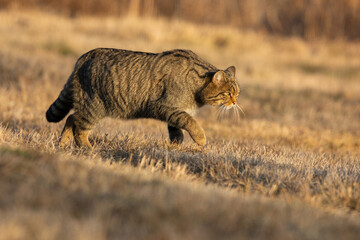 European wildcat, felis silvestris, walking on a meadow with yellow dry grass in autumn nature. Brown mammal predator with dark stripes on a fur approaching at sunrise. © WildMedia