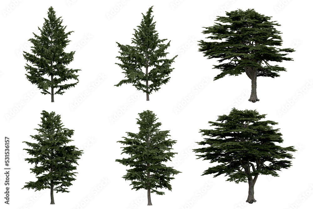 Wall mural 3d rendering of cedrus libani png vegetation tree for compositing or architectural use. no backround