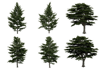 3d rendering of  Cedrus Libani PNG vegetation tree for compositing or architectural use. No Backround. 