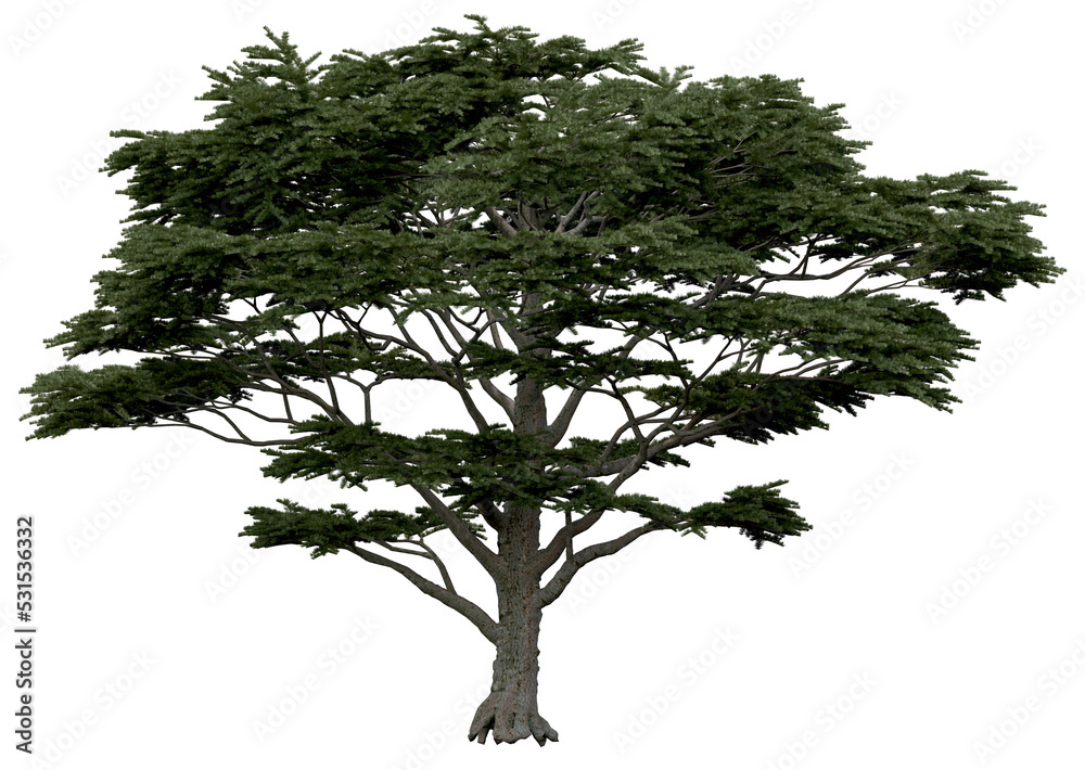 Wall mural 3d rendering of cedrus libani png vegetation tree for compositing or architectural use. no backround