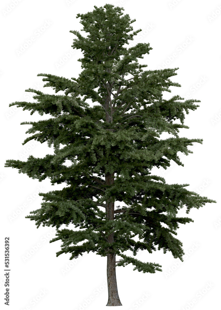 Wall mural 3d rendering of cedrus libani png vegetation tree for compositing or architectural use. no backround