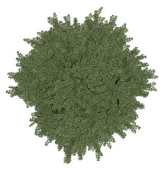 Obraz premium 3d rendering of Cedrus Libani PNG vegetation tree for compositing or architectural use. No Backround. 