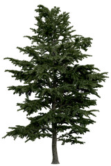 3d rendering of  Cedrus Libani PNG vegetation tree for compositing or architectural use. No Backround. 