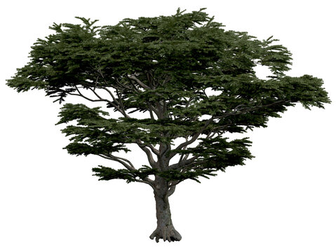 3d rendering of  Cedrus Libani PNG vegetation tree for compositing or architectural use. No Backround. 