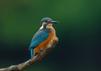 Common kingfisher (Alcedo atthis) Eurasian kingfisher and river kingfisher sits on a branch in close-up against a background of blurred greenery