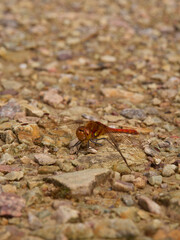 dragonfly