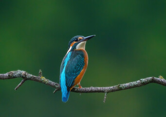 Common kingfisher (Alcedo atthis) Eurasian kingfisher and river kingfisher sitting on a branch close-up on a blurry green background