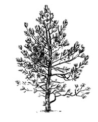 Obraz premium Outline sketches pine tree from nature. Freehand drawing with pencil and liner